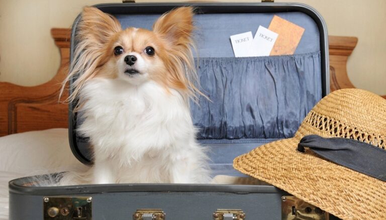 Предоставляется ли отдельное место животному