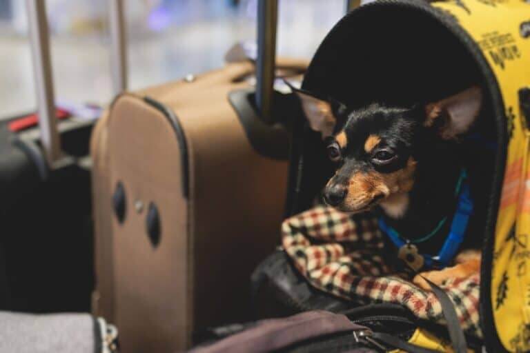Як подорожувати автобусом з домашніми тваринами: правила, документи, поради